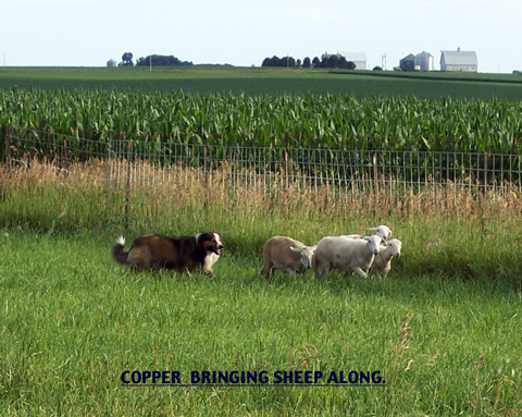 Copper Gather Lambs, #2