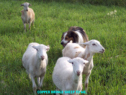 Copper Gather Lambs, #4