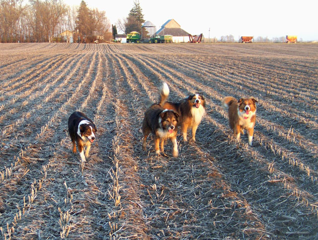 /i/PegPhoto/DogsBeanField09.jpg