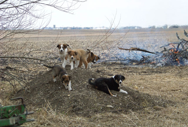 "GERI", "GINNY", "GILMORE", "GEMINI", & "GEPPETTO"
