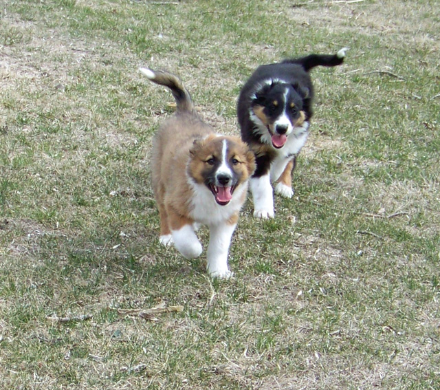 "GEMINI" & "GEPPETTO"