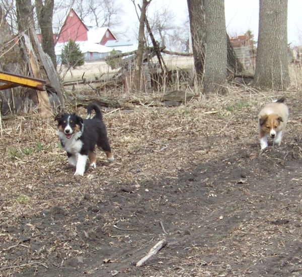 "GEPPETTO" & "GILMORE" @ 10 WKS