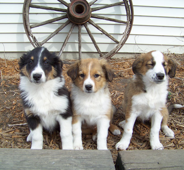 "GEPPETTO", "GILMORE, "GINNY" 