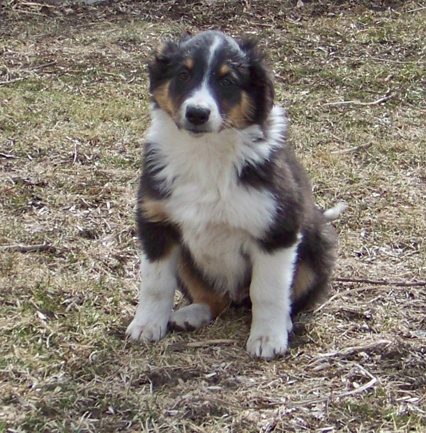 "GEPPETTO" @ 10 Weeks Old
