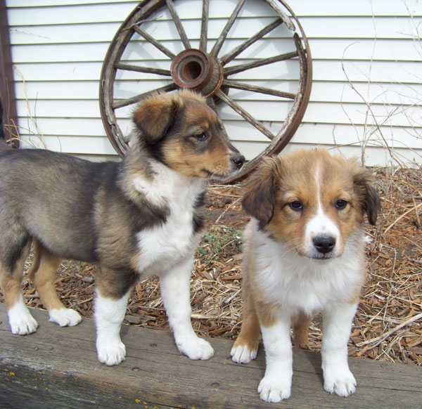 "GERI" & "GILMORE"