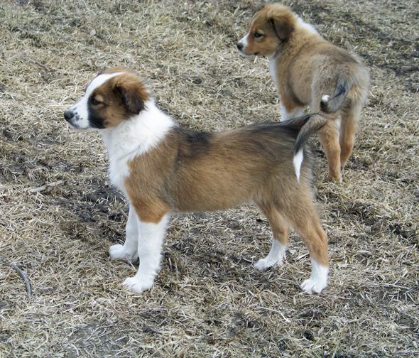 "GINNY" & "GILMORE"