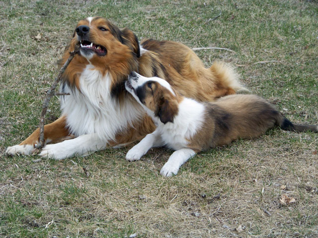 "GINNY" & (brother) MACK