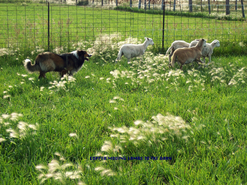 Copper Moving Lambs to the Barn