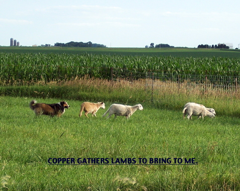 Copper Gathers Lambs, #1.