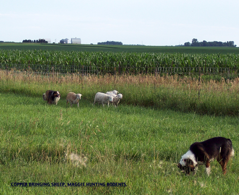 Copper Gather Lambs, #3