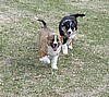 "GEMINI" & "GEPPETTO"