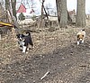 "GEPPETTO" & "GILMORE" @ 10 WKS