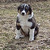 "GEPPETTO" @ 10 Weeks Old