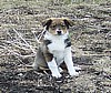 "GERI" @ 10 Weeks Old