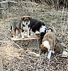 "GERI", "GEPPETTO" & "GEMINI"