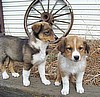 "GERI" & "GILMORE"
