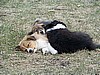 "GILMORE", "GERI" & "GEPPETTO" (sleep)