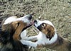"GINNY" & COPPER (her dad)