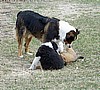 MAGGIE DISCIPLINES HER PUPS