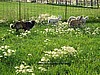 Copper Moving Lambs to the Barn