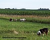 Copper Gather Lambs, #3